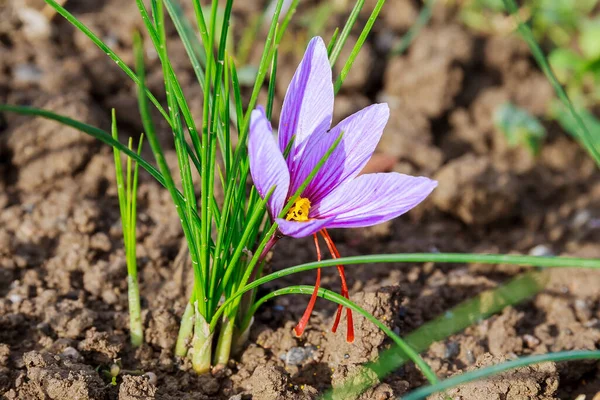 Close up of saffron flowers in a field. Crocus sativus, saffron crocus, delicate saffron petals