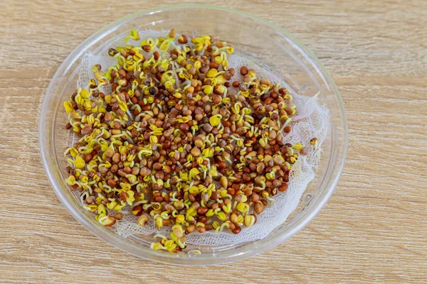 Vista superior de semillas germinadas para el cultivo de microgreens — Foto de Stock