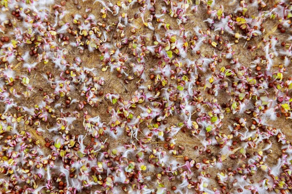 Semillas germinadas en esteras de lino para el cultivo de microgreens. Micro greens cultivados en casa en un contenedor de plástico. — Foto de Stock
