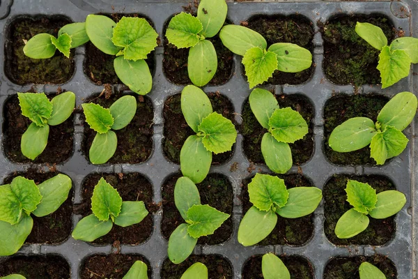 Gurkensetzlinge sprießen Junge grüne Setzlinge zum Pflanzen — Stockfoto