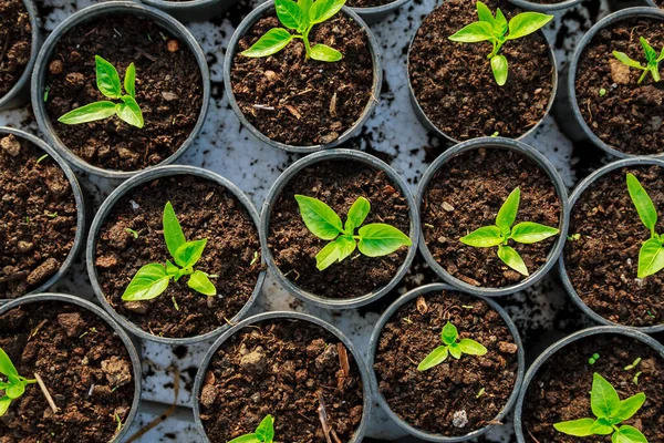 Paprika-Sämlinge in Plastiktöpfen. Sämlinge im zeitigen Frühjahr im Gewächshaus anbauen. — Stockfoto