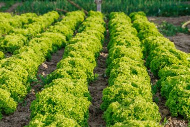 Sebze tarlasında yeşil yapraklı marul. Taze marul yaprakları. Tarlada marul yetiştiriyorum.