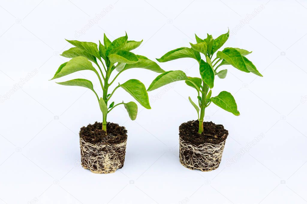 Bell pepper seedling with a well-developed root system on a white background. Root and stem, leaves of pepper seedlings.