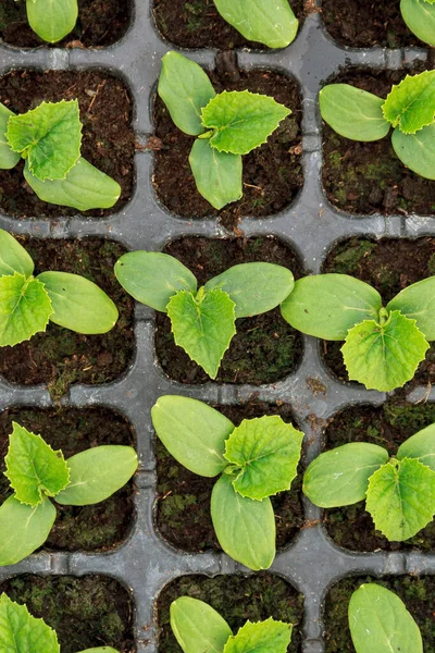 Young Fresh Cucumber Seedling Stands Plastic Pots Cultivation Cucumbers Greenhouse — Stock Photo, Image