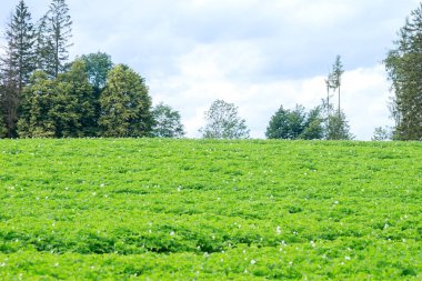 Patatesler sahada sıra sıra ekilir. Patateslerin yeşil yaprakları yumuşak odaklanır.
