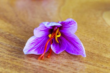Ahşap yüzeyde safran çiçeği. Crocus çiçeği..