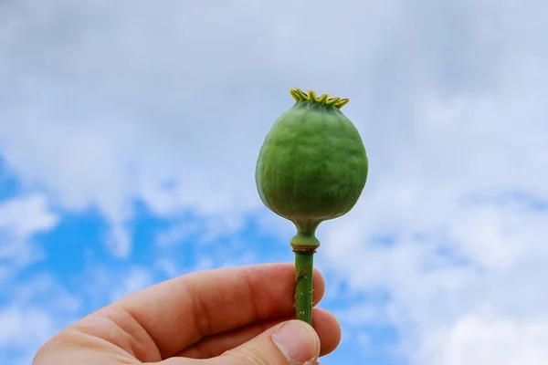 Single poppy plant in hand against sky background