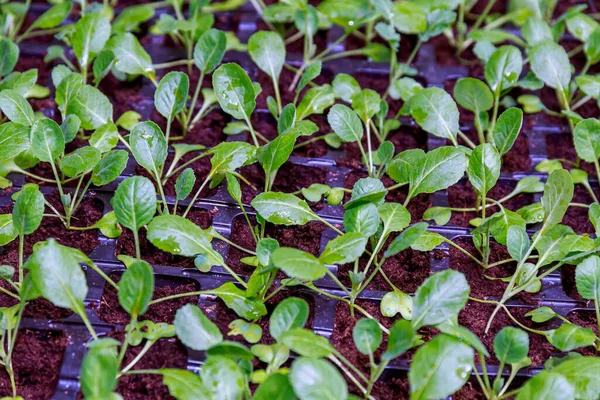 Young plants of white cabbage before planting in the spring in the ground — Stock Photo, Image