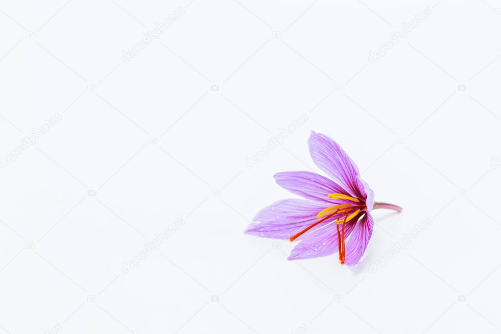 Single saffron flower on a white background. Copyspace.