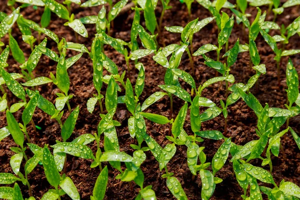 Mudas de pimenta jovens cultivadas em bandejas em estufa — Fotografia de Stock