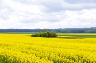 Sarı kolza tohumu tarlasıyla manzara. Biyoyakıt. Parlak sarı kolza yağı.