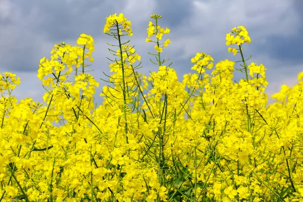 Landscape Yellow Rapeseed Field Biofuel Bright Yellow Rapeseed Oil — Stock Photo, Image