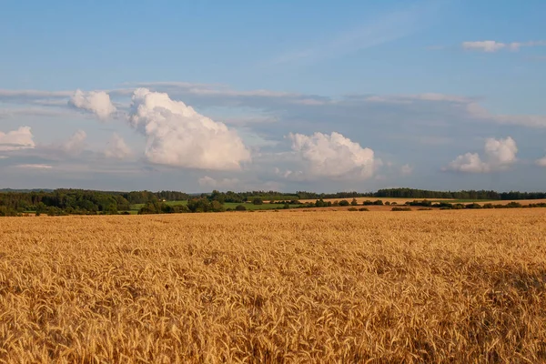 Wheat field. Ripening ears of the field of wheat. Wheat ears on field under blue sky