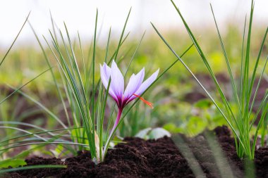 Çiçekli safran bitkisi. En pahalı baharat için krokus çiçeği topluyorum. Mor kır çiçekleri..