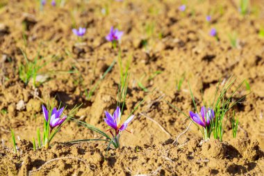 Çiçekli safran bitkisi. En pahalı baharat için krokus çiçeği topluyorum. Mor kır çiçekleri..