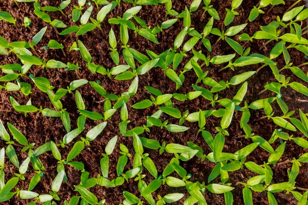 Junge Paprika Sämlinge Gartenarbeit Die Junge Pflanze Ist Bereit Für — Stockfoto