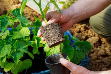Çiftçi elinde genç bir salatalık tohumu tutuyor. Sağlıklı kök sistemi. Toprağa salatalık ekiyorum..