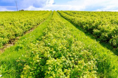 Büyük kuşüzümü tarlası. Çiftlik arazisinde bile frenk üzümü çalıları var.