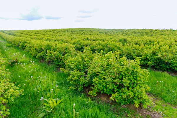 Grande Plantação Groselhas Arbustos Groselha Fileiras Pares Terras Agrícolas — Fotografia de Stock