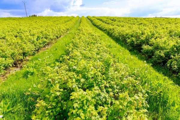 Büyük kuşüzümü tarlası. Çiftlik arazisinde bile frenk üzümü çalıları var.