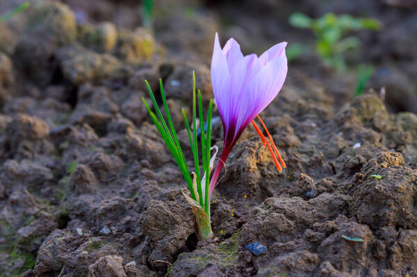 Flowering saffron plant. Harvesting crocus flowers for the most expensive spice.