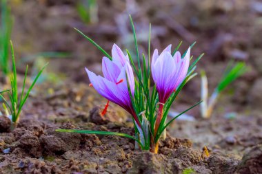 Çiçekli safran bitkisi. En pahalı baharat için krokus çiçeği topluyorum. Mor kır çiçekleri..