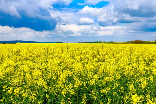 Yellow Rapeseed Flowers Large Cultivated Field Rapeseed Oil Production — Stock Photo, Image