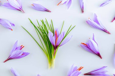 Beyaz arka planda safran çiçeği, çiçekler bir kruvazörün yakınına yayılmış. Stamens