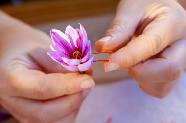 Krokustan safranın erkeklik organlarını koparmak.