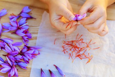 Kroküs çiçeğinden safranın erkeklik organlarını koparmak..