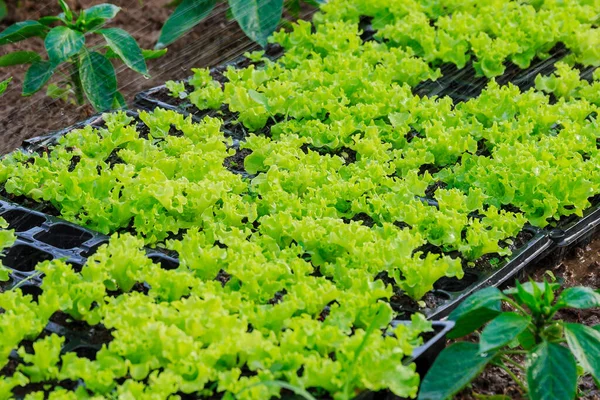 Φύλλα Μαρουλιού Μεγαλώνουν Θερμοκήπιο Έτοιμοι Για Μεταφύτευση Ανοικτό Έδαφος — Φωτογραφία Αρχείου