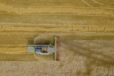 Buğdayı tarladan toplar ve doğrudan zıpzıpzıpa döker. Bir İHA 'dan fotoğraf, hava görüntüsü. Tahıl yükleyici.