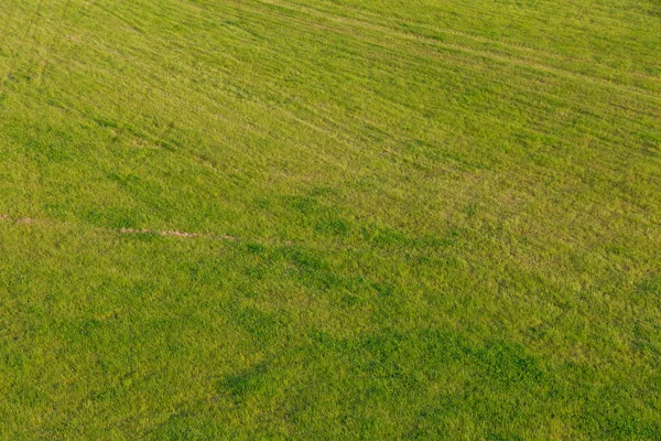 田间割下的青草的背景 给设计师的摄影 — 图库照片