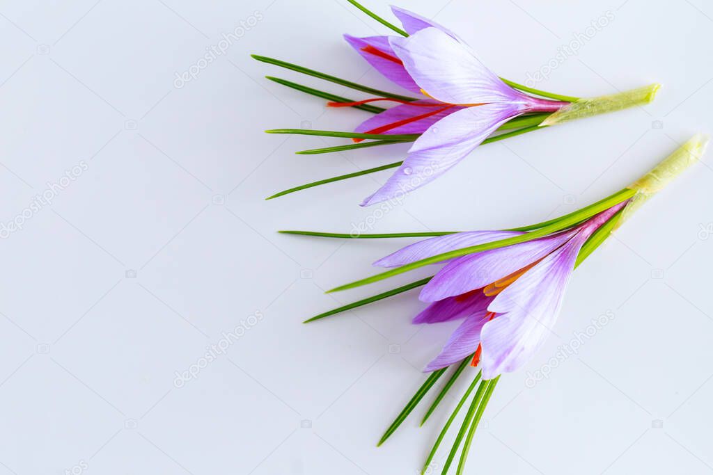 Saffron crocuses lie on a white background. Place for text. Beautiful saffron flower.