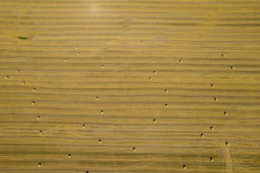 Altın tarlaya birçok saman balyası saçıldı. Bir İHA 'dan fotoğraf. Ulaşım için saman ütüledim. Yukarıdan görüntüle.