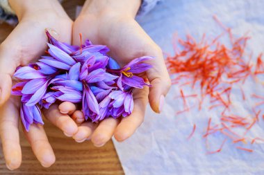 Kızın elinde bir sürü timsah var. Krokustan safran lekeleri soyulmuş. Baharat çeşitli yemeklere eklenir. Yukarıdan görüntüle.