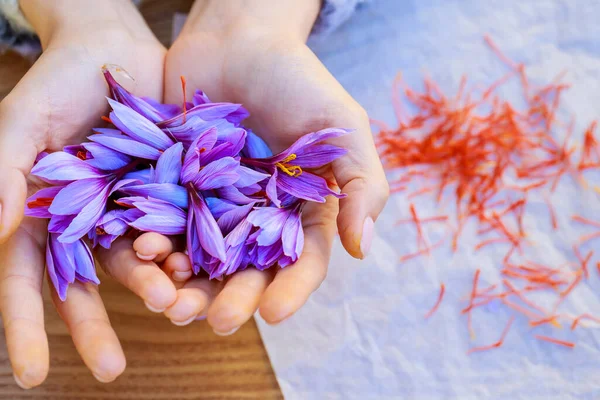 Kızın elinde bir sürü timsah var. Krokustan safran lekeleri soyulmuş. Baharat çeşitli yemeklere eklenir. Yukarıdan görüntüle.