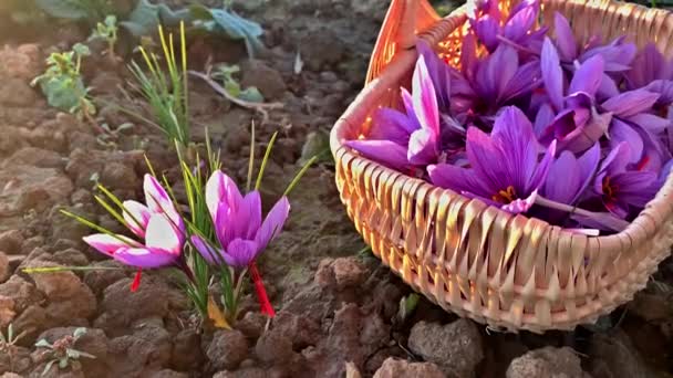 A colher açafrão. Menina arranca flores de croco em uma cesta em um campo de açafrão. — Vídeo de Stock
