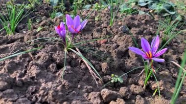 Tarlada safran çiçeği hasadı. En pahalı baharat..