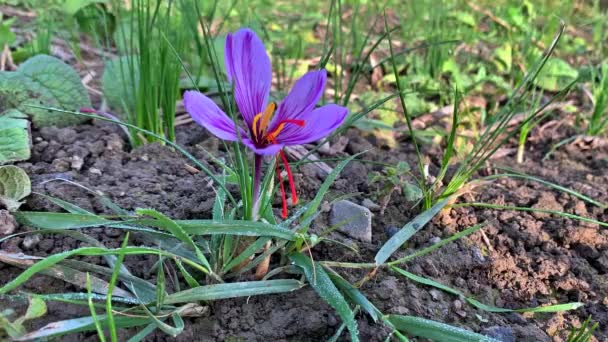 Συλλογή λουλουδιών σαφράν, Crocus sativus καλλιέργεια στο πεδίο, νήματα σαφράν χρησιμοποιούνται ως μαγειρική μπαχαρικό και βαφή. — Αρχείο Βίντεο