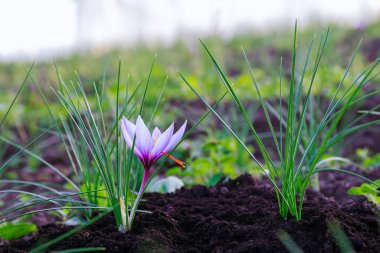 Pahalı bir baharat için safran hasat ediyorum. Çiçek açarken tarlada güzel bir mor safran çiçeğine yaklaş..