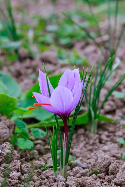 Safran Kestaneleri Krokoza Asılır Hasat Başlıyor Çiçekler Koyu Mor Renge — Stok fotoğraf