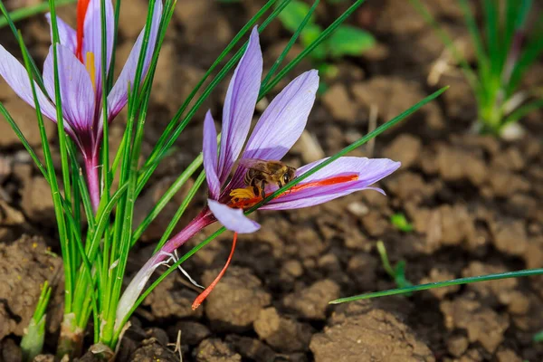 Abeille Recueille Nectar Des Étamines Safran Sur Champ Safran Pollinisant — Photo