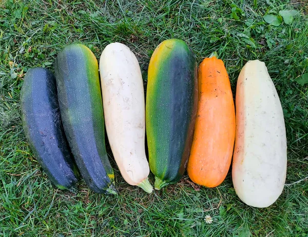 Грязные кабачки, кабачки в летнем саду, спелые и свежие органические кабачки на траве, осенний урожай — стоковое фото
