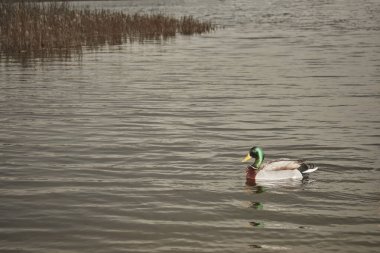 Bir Avrupa gölünün durgun sularında yüzen ördek.