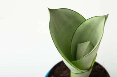 Beyaz arka plan, yılan fabrikası ya da sansevieria trifasciata