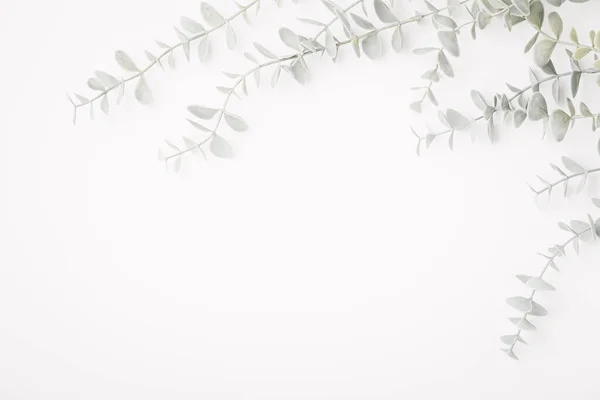 Decor plant on white background with copy space