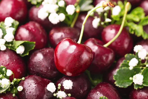 Cherry Festive Gift White Flower Closeup — Stock Photo, Image