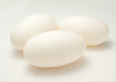 Timsah yumurta