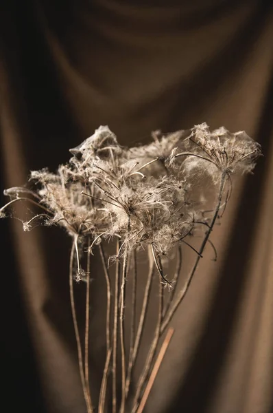 Bouquet Fleurs Sauvages Sèches Enchevêtrées Dans Des Toiles Araignée Sur — Photo